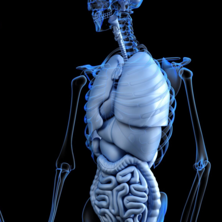 Masters Acupuncture The Major Organs Masters Acupuncture The Major Organs